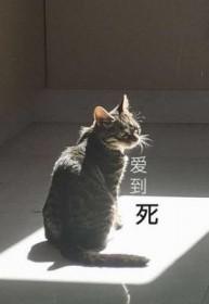 爱到死的成语